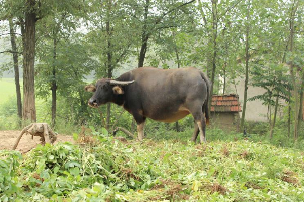 水牛养殖：水牛养殖的注意事项