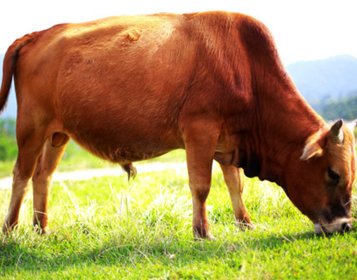 小区规模肉牛养殖技术