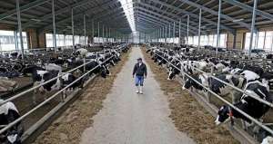 解析奶牛养殖中的四个麻烦点_库百科养牛