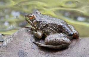 牛蛙幼蛙与成蛙的越冬管理技术_库百科牛蛙养殖