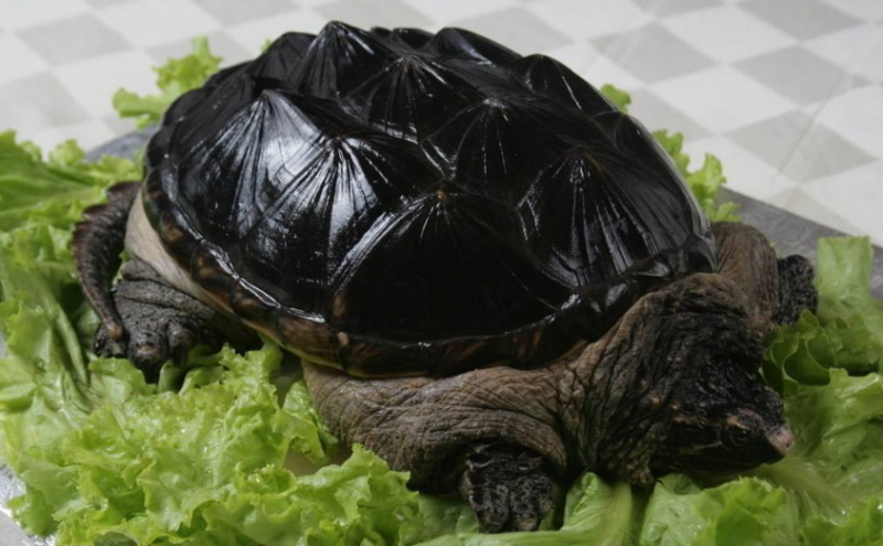 鳄龟一般都吃什么食物长大的