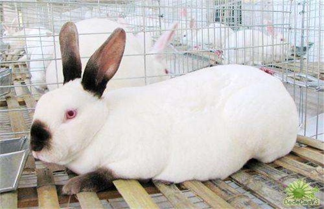 獭兔养殖真的赚钱吗？獭兔养殖成本和利润分析