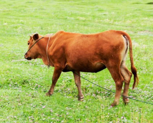 如何提高黄牛繁殖力