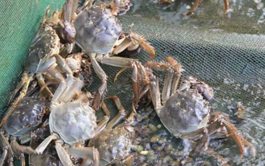 大闸蟹常见疾病与防治