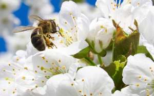 蜜蜂采蜜是什么季节？_库百科养蜂养殖