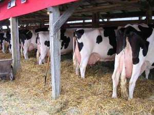 奶牛养殖比较麻烦的四个点总结_库百科养牛