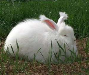长毛兔如何养殖能多产兔毛_库百科兔子养殖