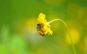 蜜蜂毒和马蜂毒的区别_库百科养蜂养殖