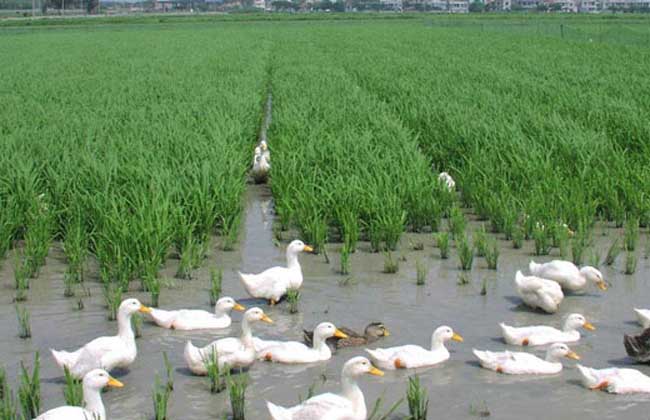 稻田养鸭技术指导，教你稻田如何养鸭！