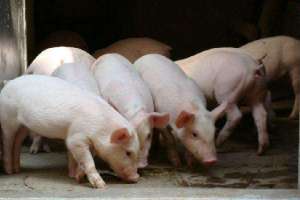 如何处理母猪泌乳期间采食量下降？_库百科母猪养殖_库百科养猪
