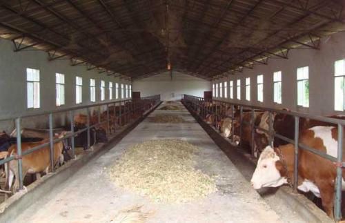 肉牛养殖场图片