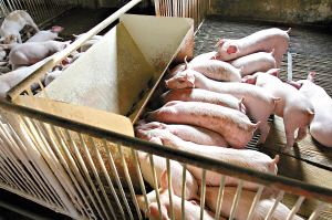 影响育肥猪采食量的因素有哪些