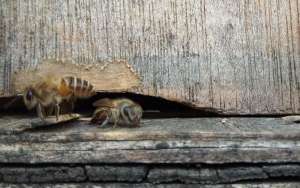 新收的蜜蜂为什么不做巢？_库百科养蜂养殖