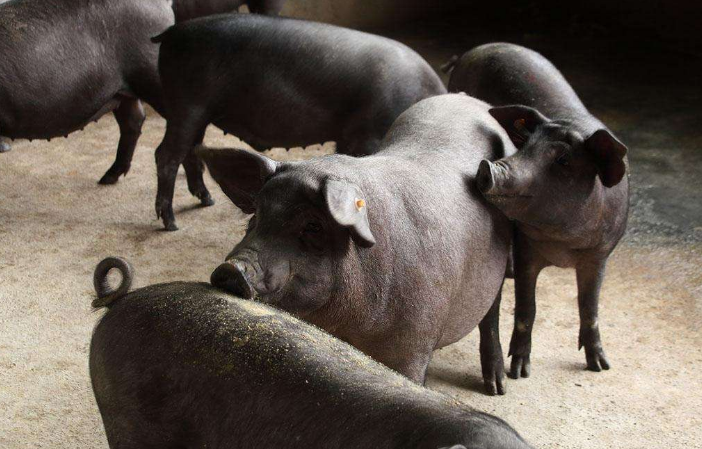 养猪场专门针对母猪的饲养管理秘诀