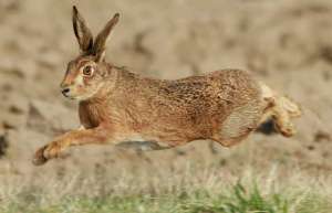 野兔春季繁殖是关键_库百科兔子养殖