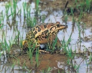 蛙类饲养的日常消毒方法