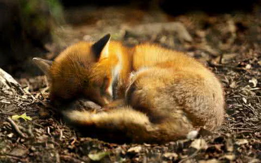 狐狸肾病的原因及防治