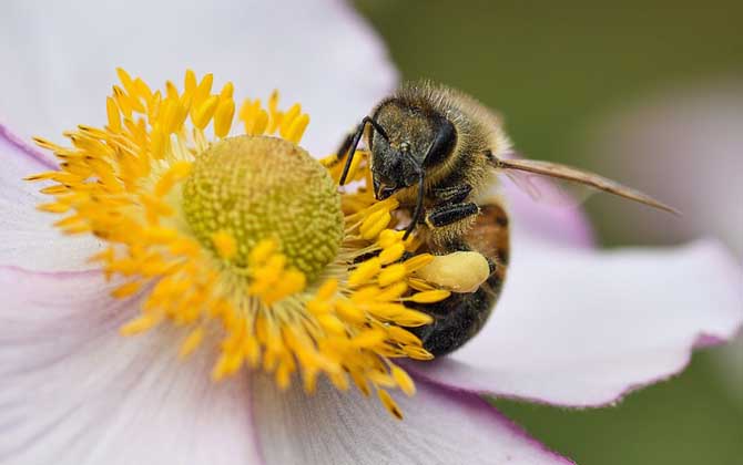 蜜蜂的象征意义是什么？
