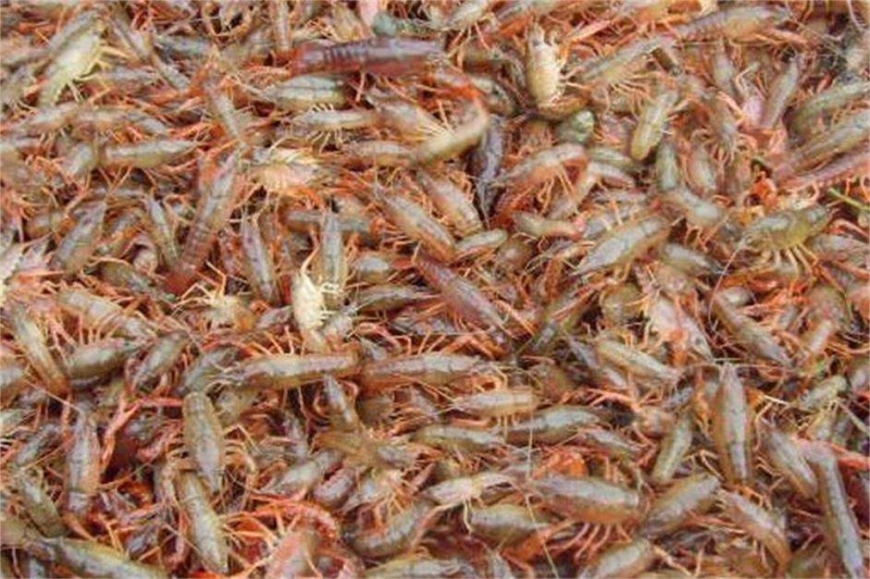 一斤小龙虾大概有多少只?小龙虾怎样养殖