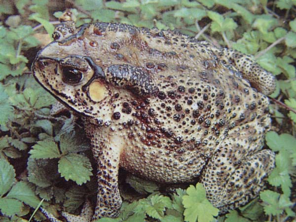 虎纹蛙种蛙的选择
