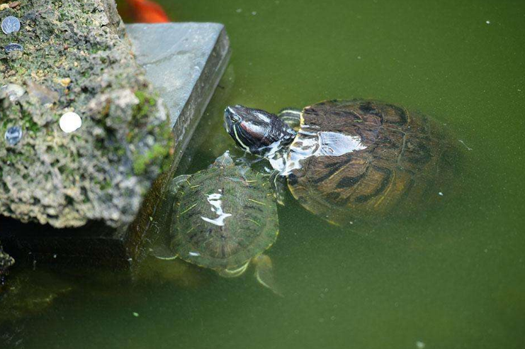 巴西龟存在危害吗？