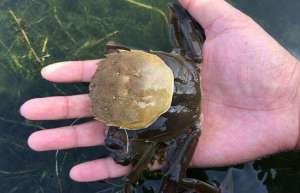 深度解析河蟹的脱壳全过程_库百科螃蟹养殖
