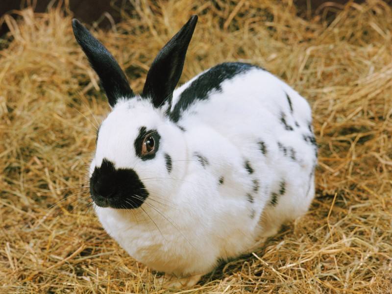 人工养殖的獭兔吃什么食物？