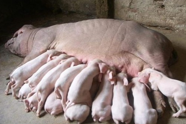 母猪养殖技术的四大要点