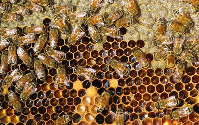 养蜂行业为什么不被看好？
