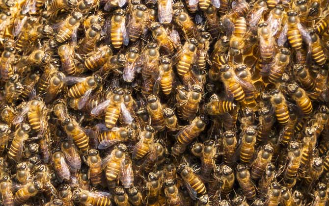 养蜂行业为什么不被看好？