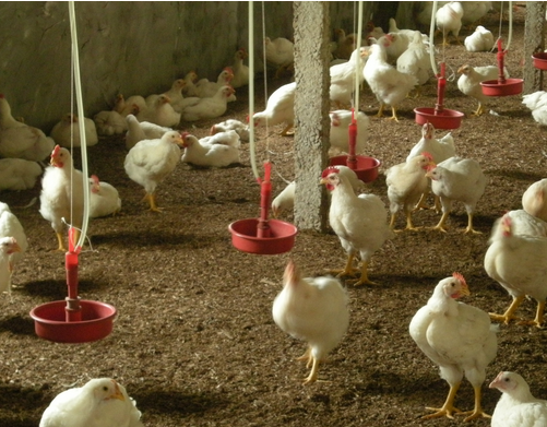 肉鸡饲养不同阶段防病技术重点