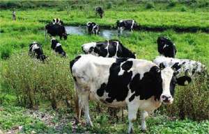 科学饲养奶牛的三种方法_库百科养牛