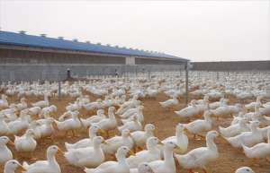 鸭子养殖场：规模养鸭要注意的那些事_库百科养鸭