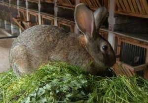 三种模式种草可四季养兔_库百科兔子养殖