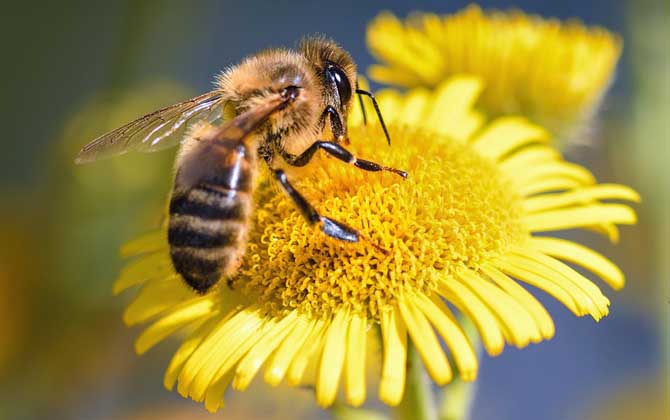 蜂花粉优质高产技术