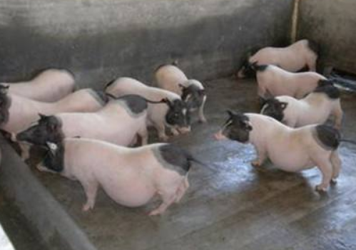 香猪养殖：香猪养殖场的建设