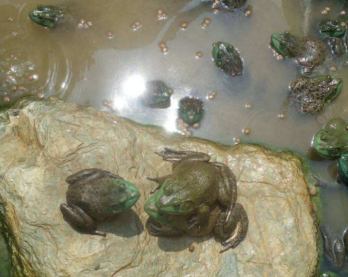 牛蛙养殖场怎么养牛蛙