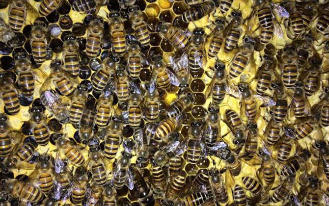 有哪些能维持大群的中蜂品种？