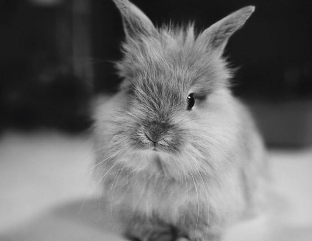 灰色长毛兔图片