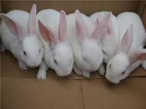分析肉兔养殖的高效饲料配方_库百科兔子养殖