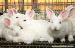 肉兔养殖基地如何预防兔子中暑_库百科兔子养殖