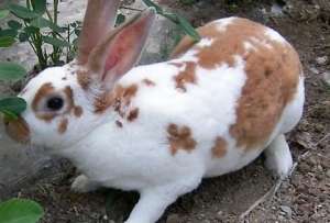 养兔子常见误区及注意事项_库百科兔子养殖