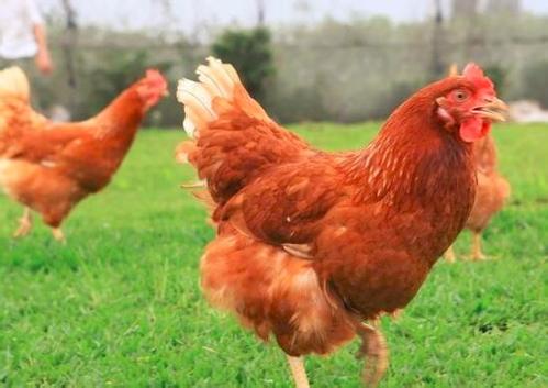 农业农村部大力支持白羽肉鸡产业发展