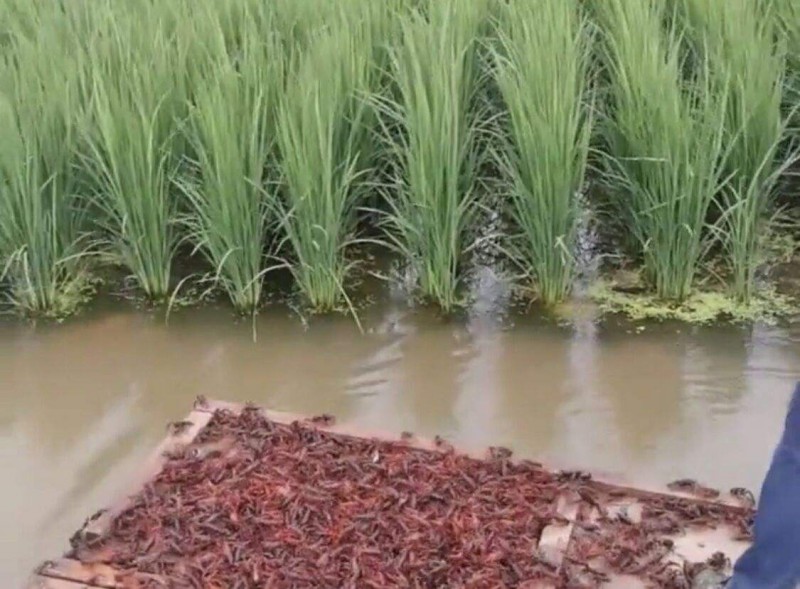 稻田套养小龙虾养殖技术