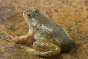 室外饲养牛蛙管理实用技术_库百科牛蛙养殖