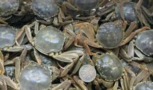 河蟹塘产量偏低的原因及应对措施_库百科螃蟹养殖
