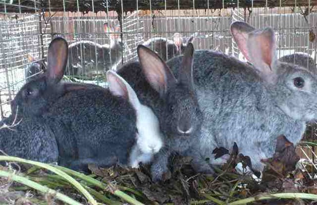 肉兔品种推荐，这几种肉兔养殖都不错！