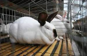 影响商品肉兔肥育的因素_库百科兔子养殖