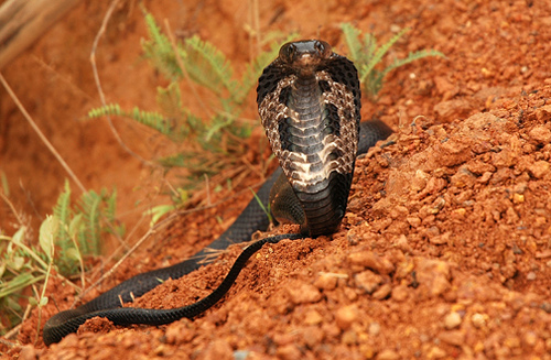 蛇的生殖方式和繁殖特点