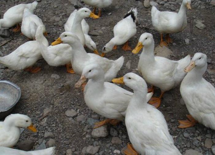 影响养鸭业发展的障碍及对策